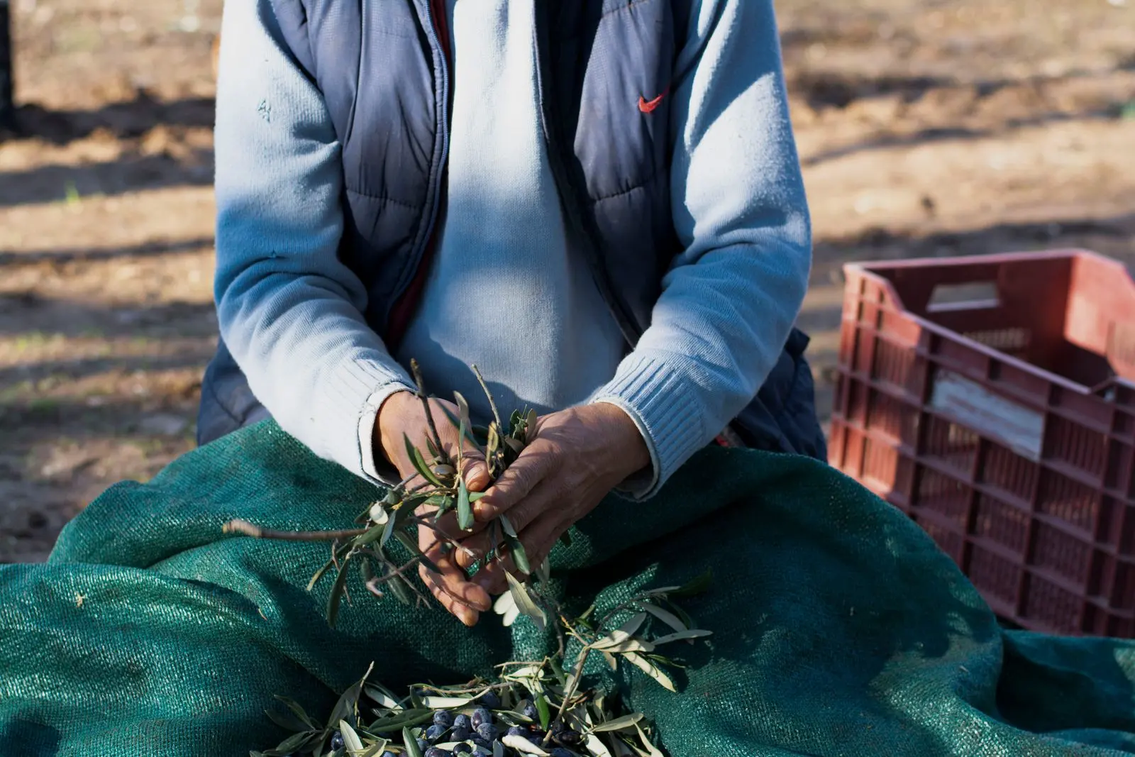 Agriculteur récoltant des olives à la main dans un verger — photo d’illustration (banque d’images)