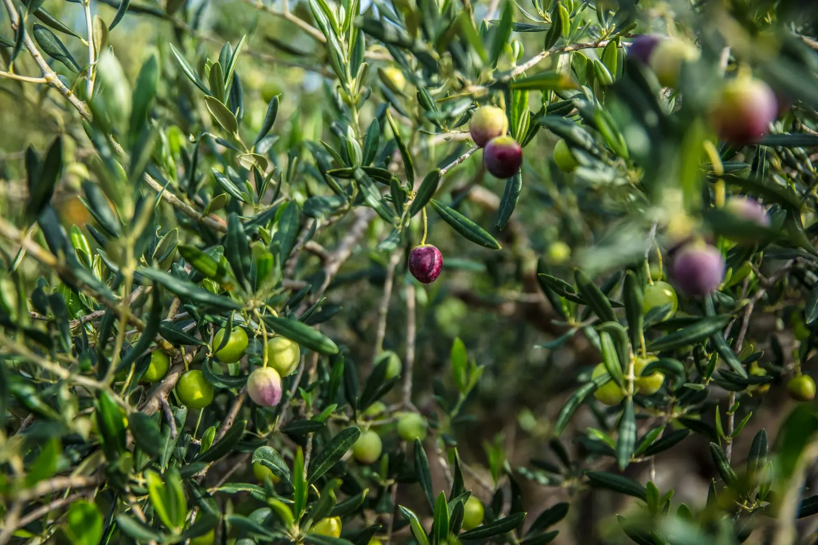 Olive harvest: Sidi Bouzid forecasts 350,000 tonnes