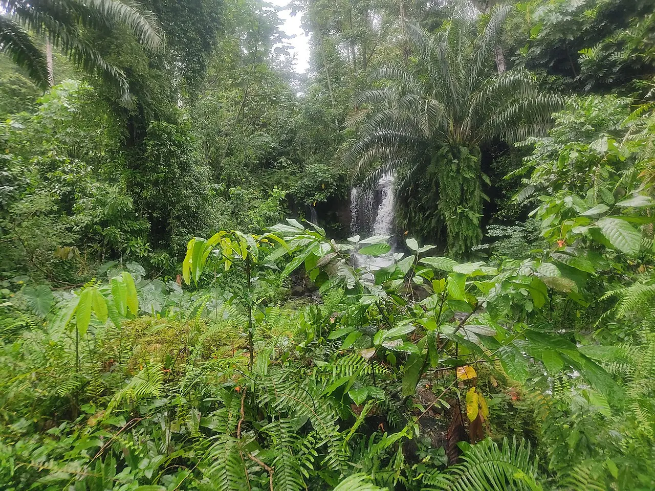 Forest of São Tomé Island — photo d’illustration (forêts et faune)