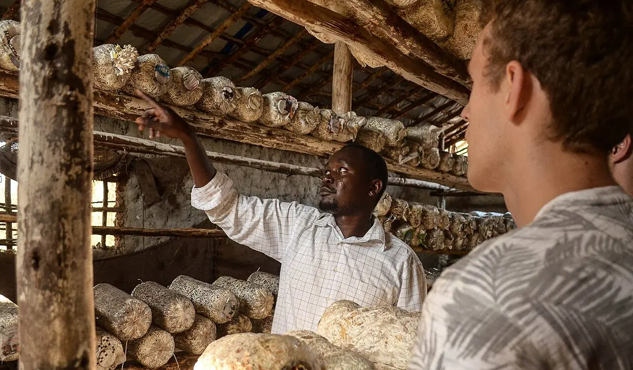 A local mushroom farm in Tanzania — photo d’illustration (agriculture)