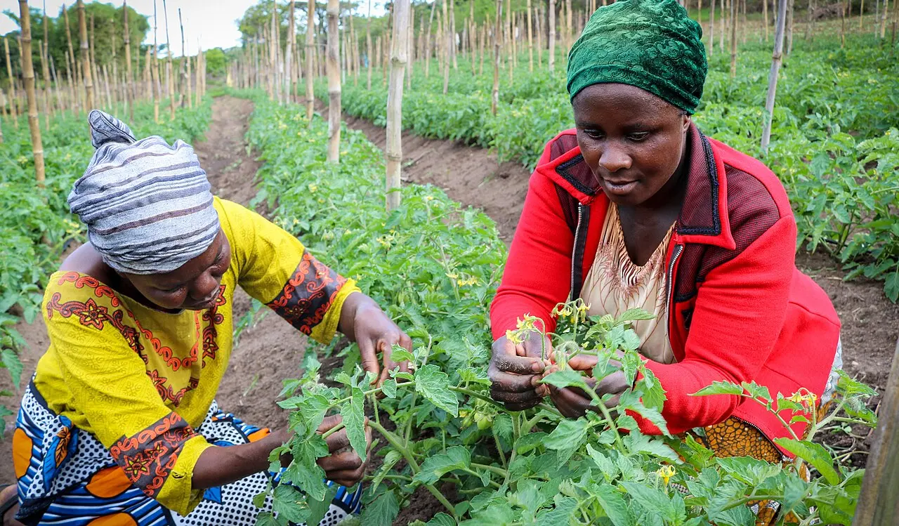 Tuamini farmers, Tanzania (39727889271) — photo d’illustration (agriculture)