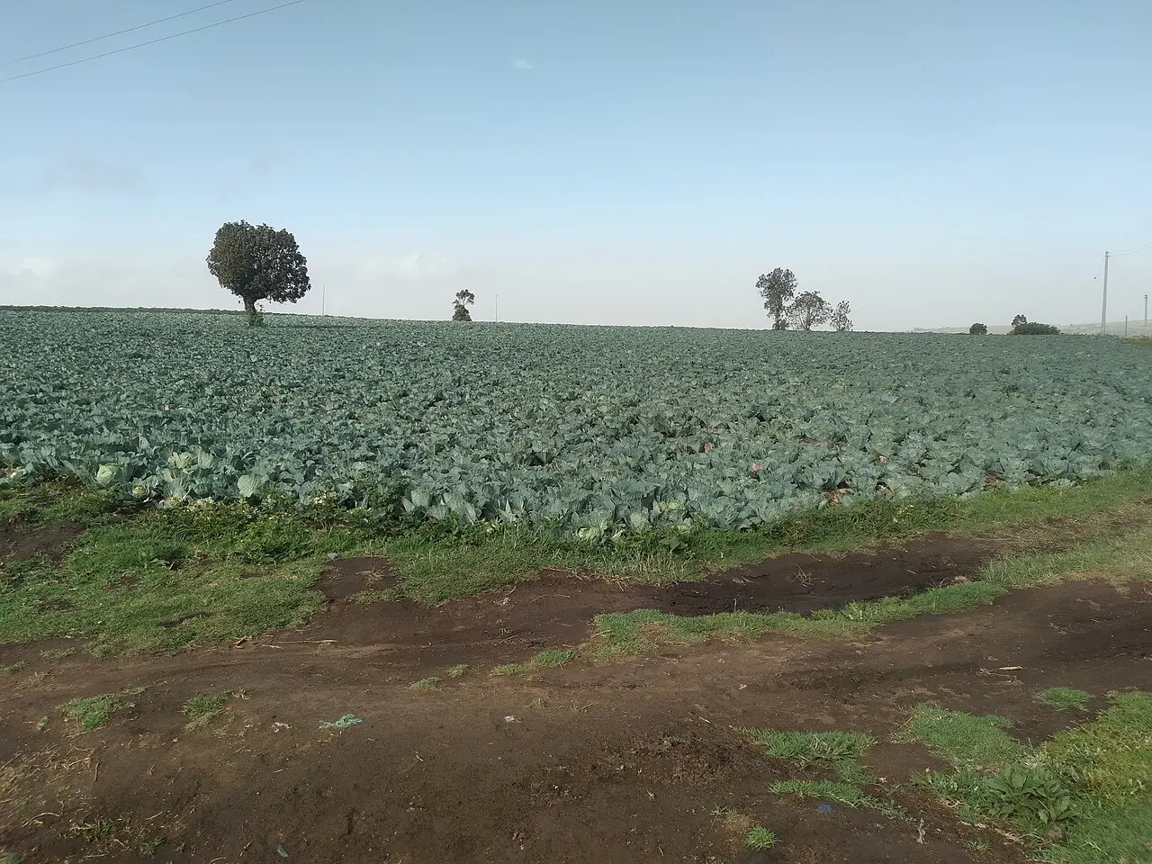 Cabbage Farming In Narok Kenya 02 — photo d’illustration (agriculture)