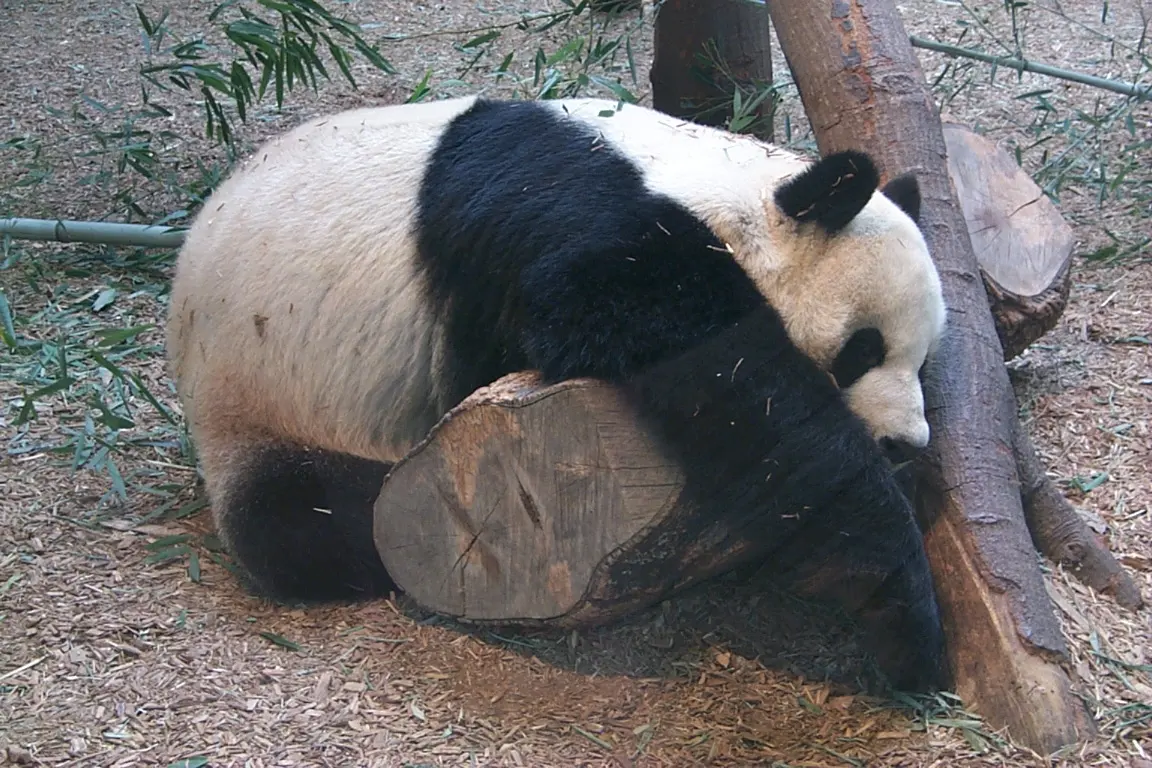 Zoo d'Atlanta — illustration