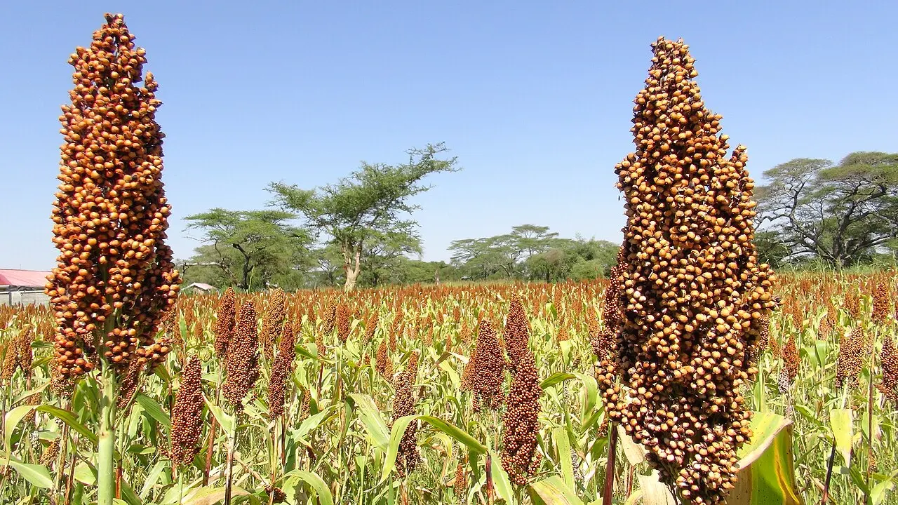 Promoting drought resistant crops — photo d’illustration (sécheresse)