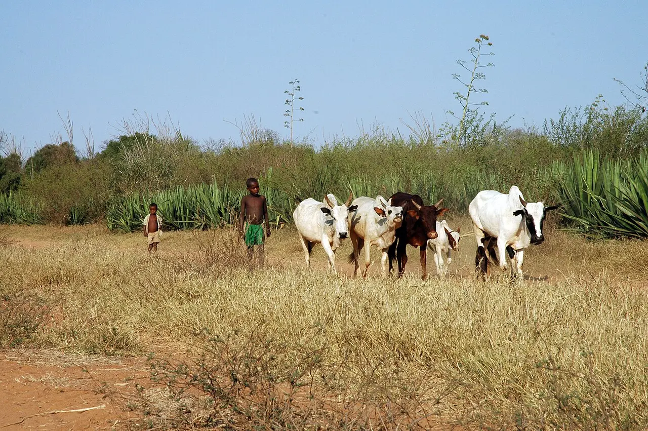 Zebu herd in Berenty - panoramio — photo d’illustration (élevage)