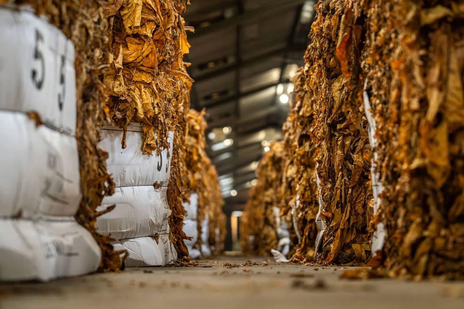 Entreposage industriel de feuilles de tabac conditionnées — photo d’illustration (banque d’images)