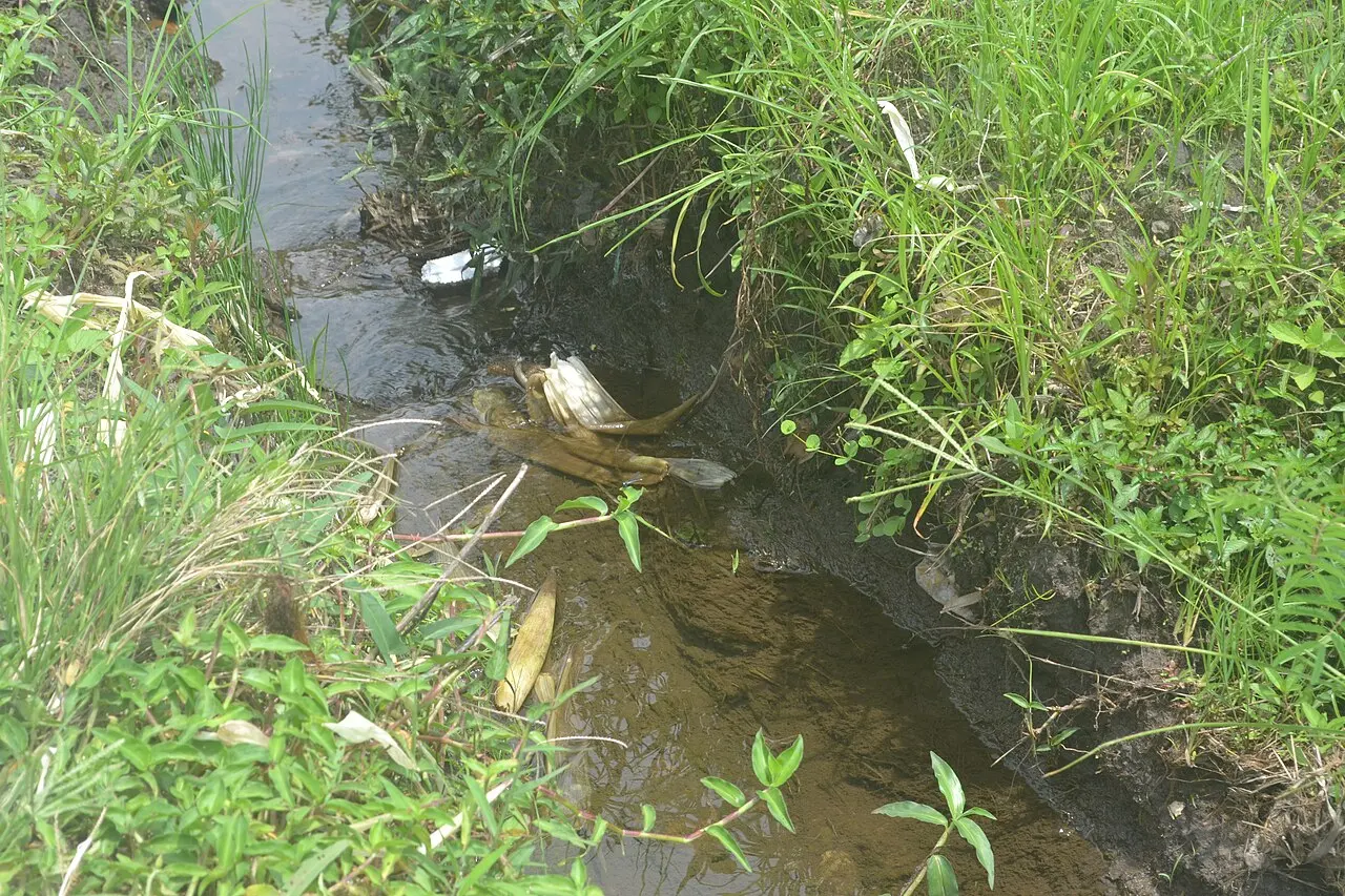 Irrigation d'eau dans les champs de sourdi — photo d’illustration (agriculture)
