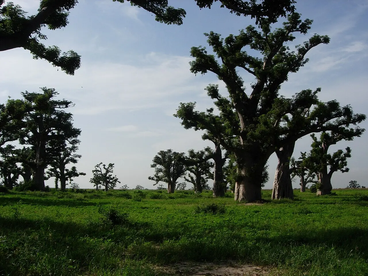 Baobab forest senegal — photo d’illustration (forêts et faune)