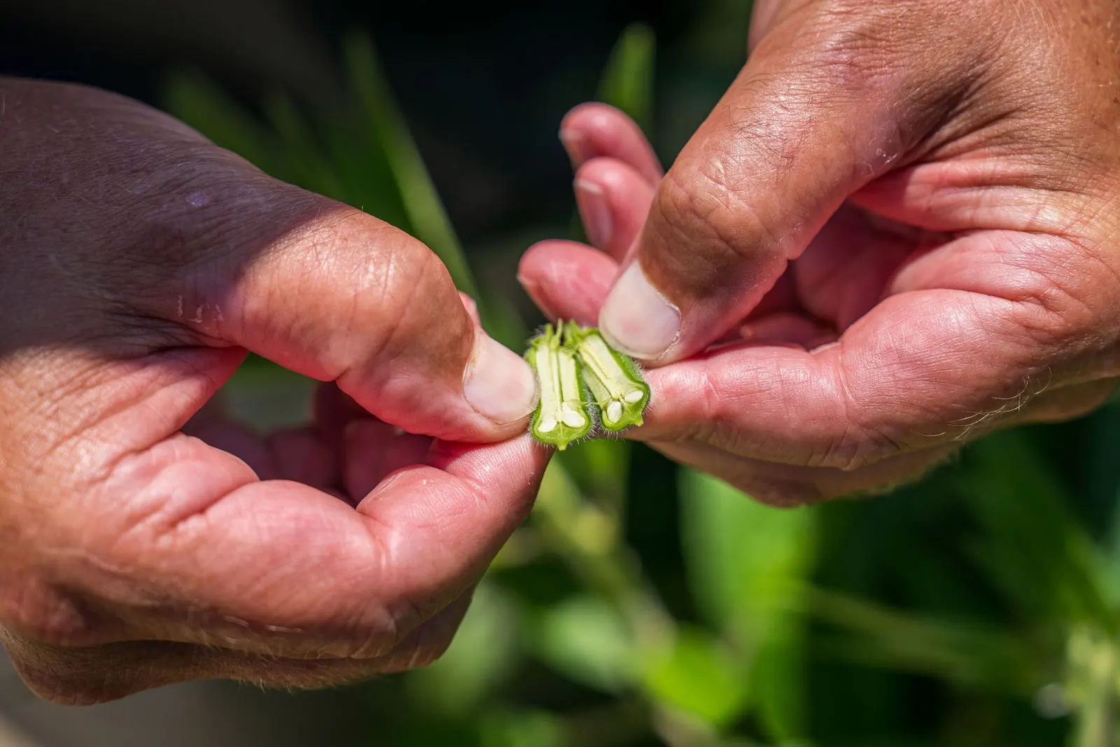 Health checks bolster Mozambique’s agricultural exports to South Africa