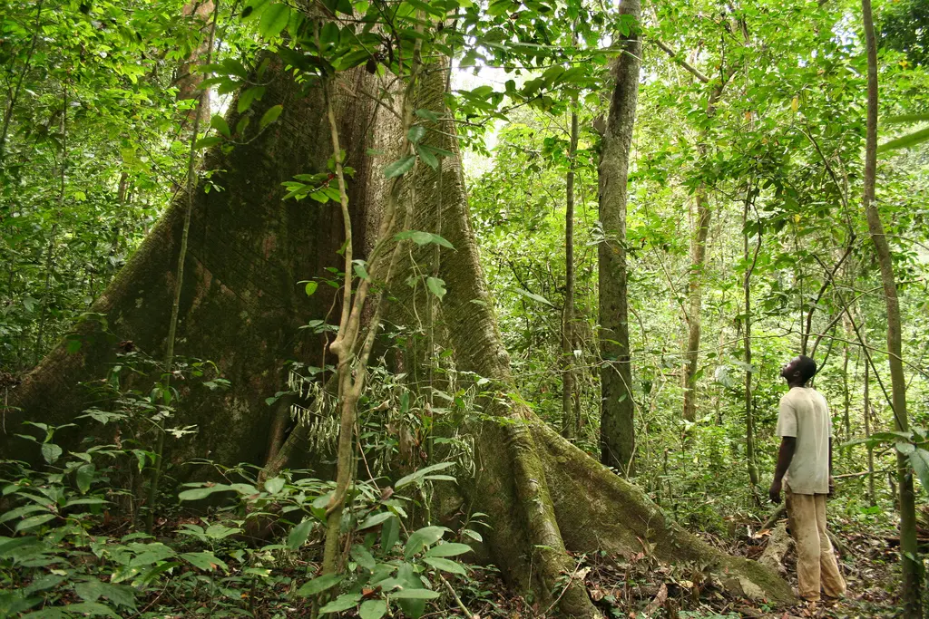Forêt du bassin du Congo — illustration