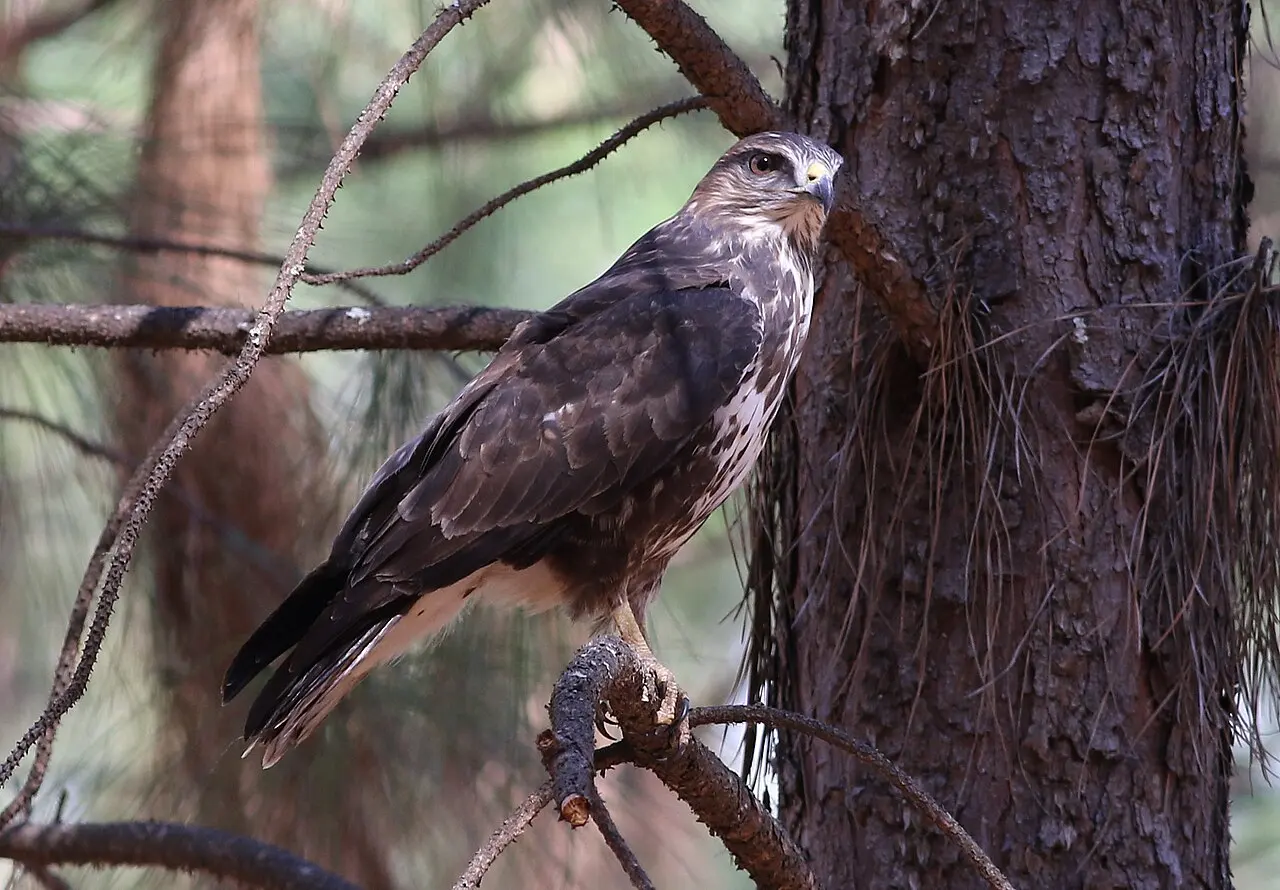 Forest Buzzard, Buteo trizonatus, at Hangklip Forest, Makhado, Limpopo Province, South Africa (20761505461) — photo d’illustration (forêts et faune)