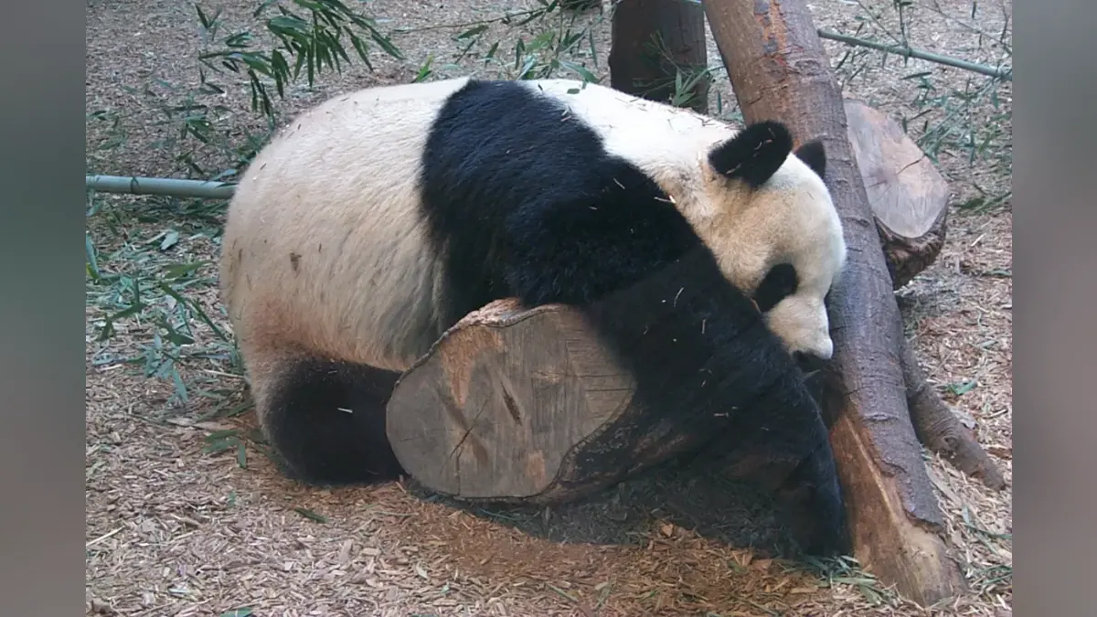 Zoo d'Atlanta — illustration